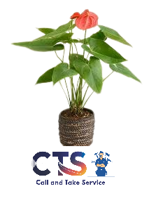 plant and flowers