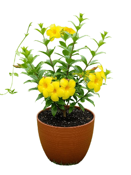 Flowering Plants