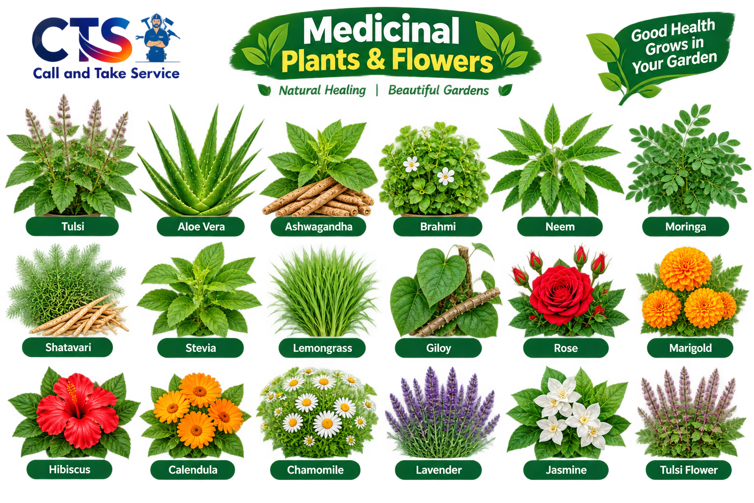 Medical Plants & Flowers