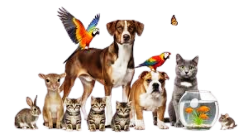 Pet Animals Sale