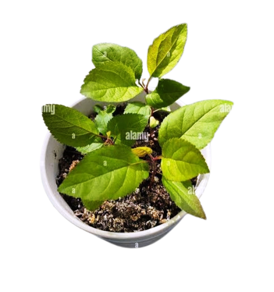 Apple Plants