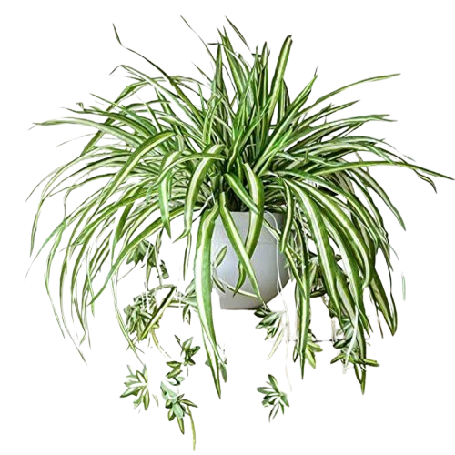 Artificial Plant Arrangements
