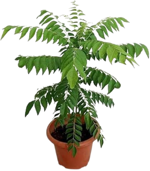 Ayurvedic Medicinal Plants
