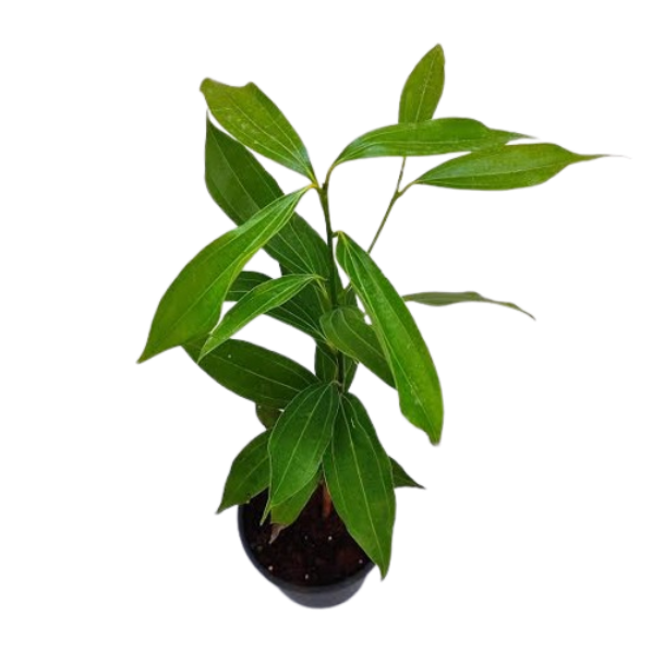 Bark Medicinal Plants