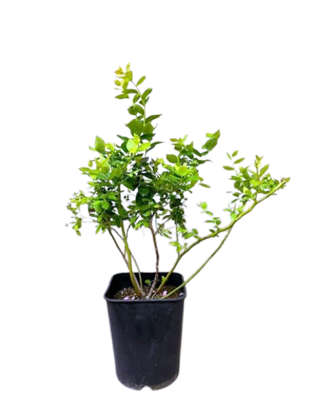 Berry Plants