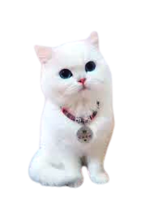 Cats