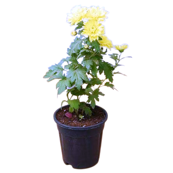 Chrysanthemum Plants