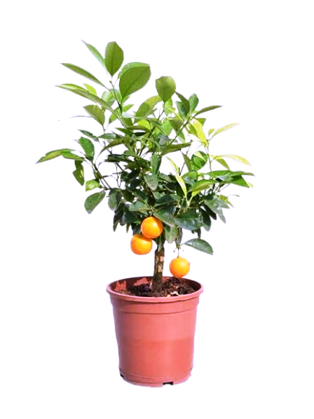 Citrus Plants