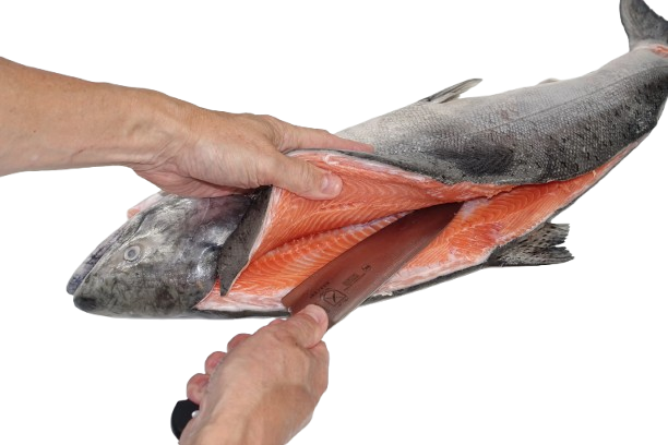 Cleaned & Processed Fish Cuts