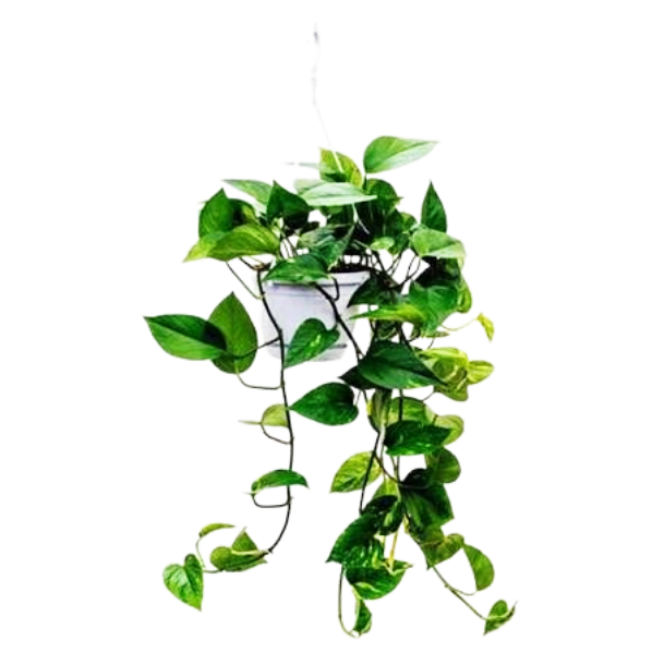 Climbing Leaf Plants