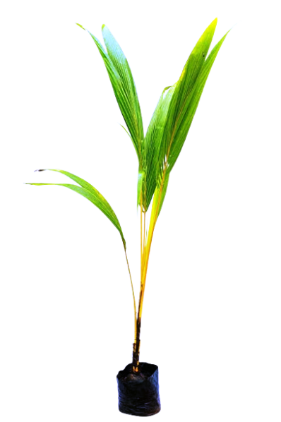 Coconut Plants