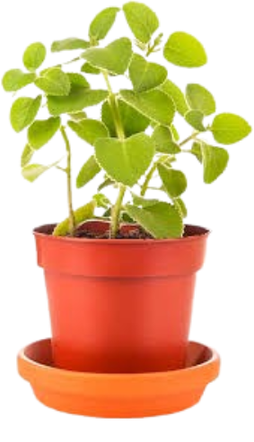 Culinary Medicinal Plants