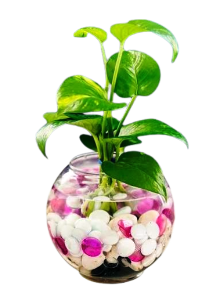 Decorative Pebbles