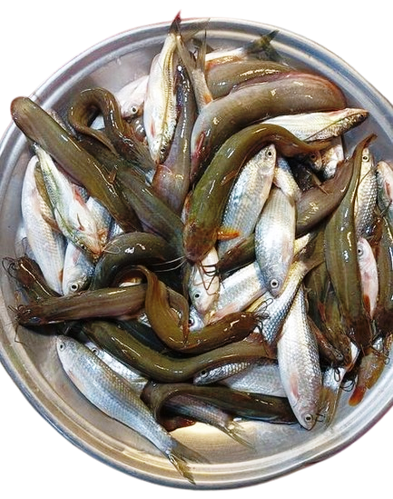 deshi fish