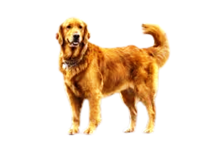 Dogs