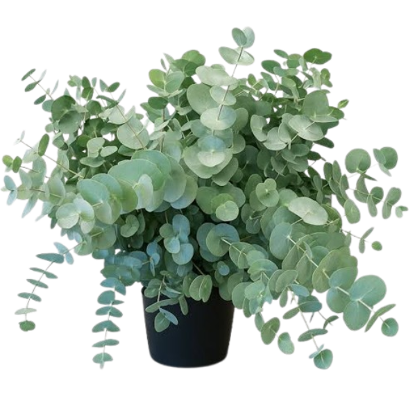 Essential Medicinal Plants
