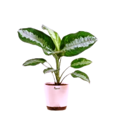 Evergreen Leaf Plants