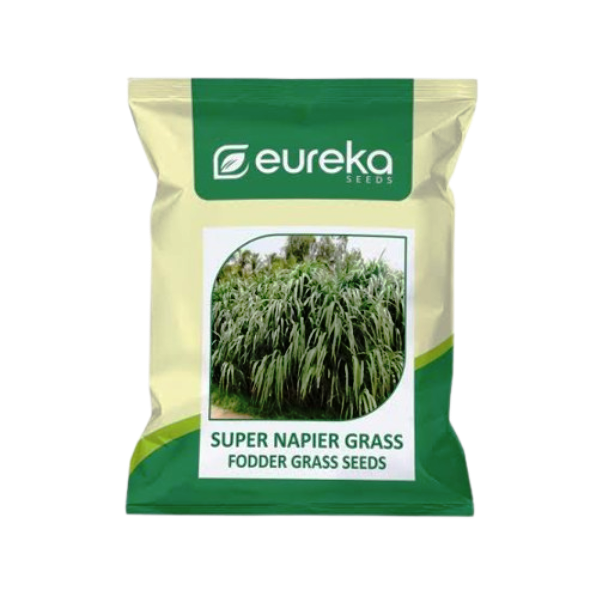 Fodder Seeds