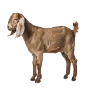 Goats