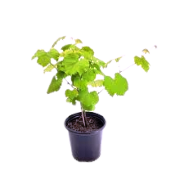 Grapevine Plants