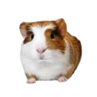 Guinea Pigs