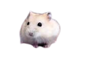 Hamsters