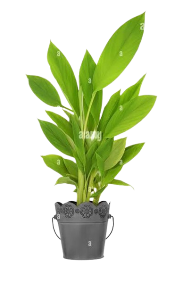 Herbal Medicinal Plants