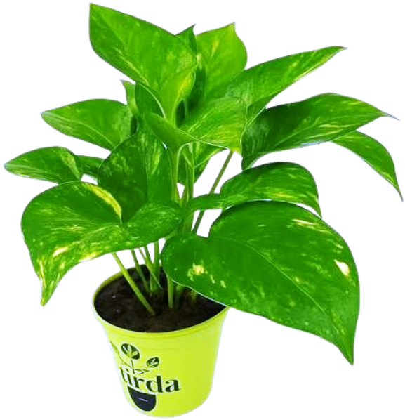 Indoor Leaf Plants