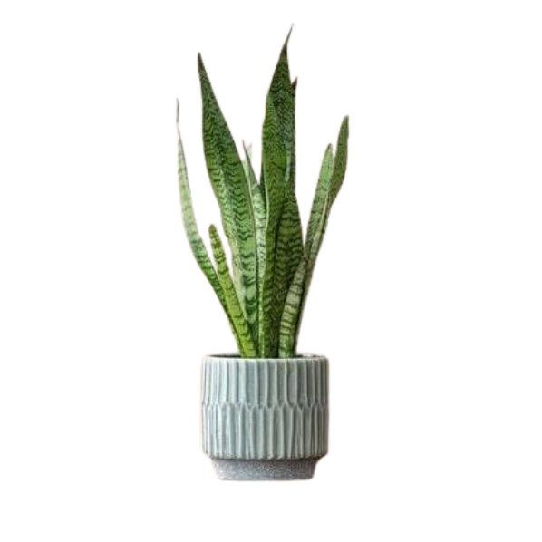 Indoor Medicinal Plants