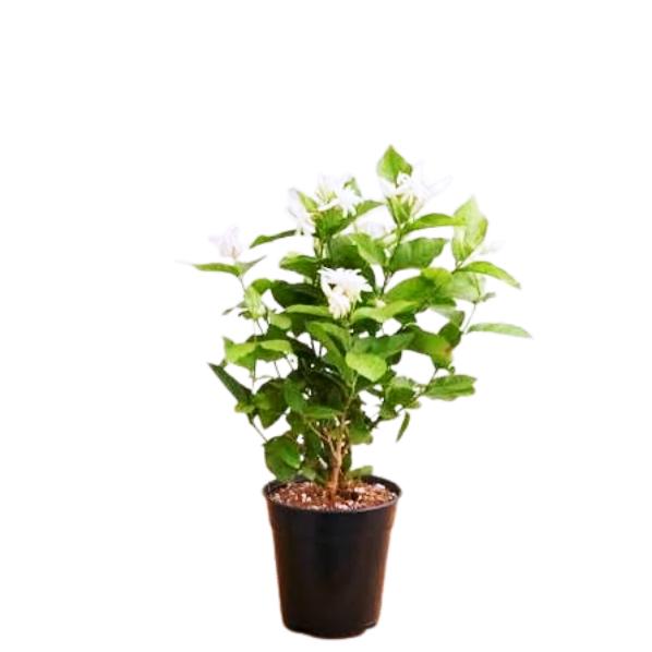 Jasmine Plants