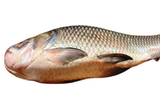 Large Fish