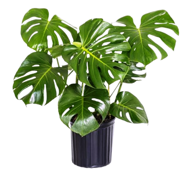 Large Leaf Plants