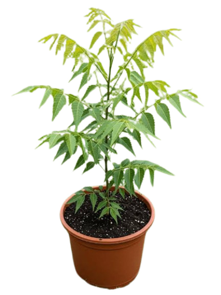 Leaf Medicinal Plants