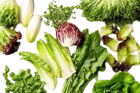 Leafy Salad Greens