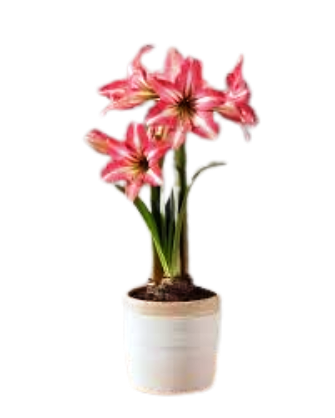 Lily Plants