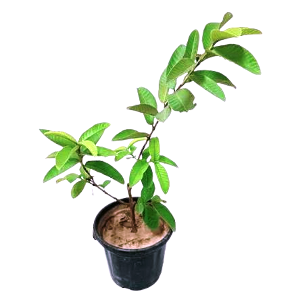 Mango Plants