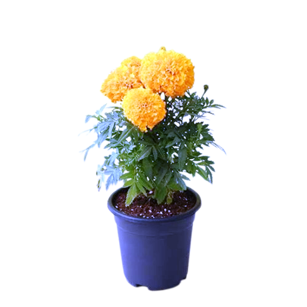 Marigold Plants