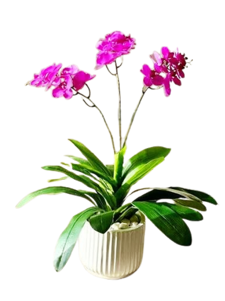 Orchid Plants