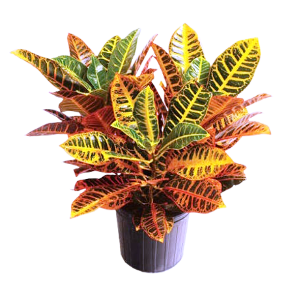 Ornamental Foliage Plants