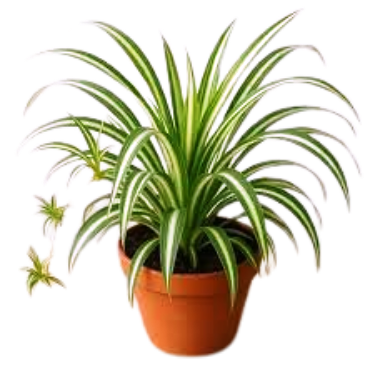 Outdoor Leaf Plants
