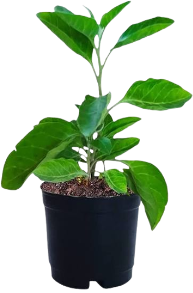 Outdoor Medicinal Plants