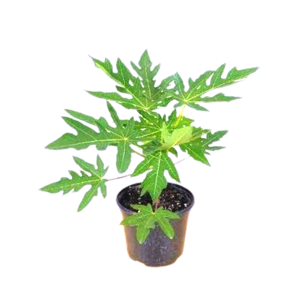 Papaya Plants