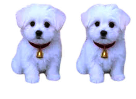Puppies