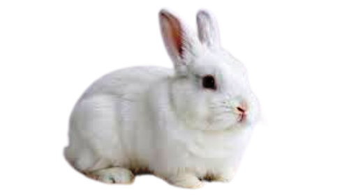 Rabbits