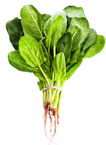 Regular Leafy