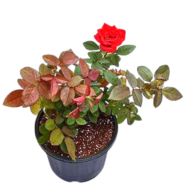 Rose Plants