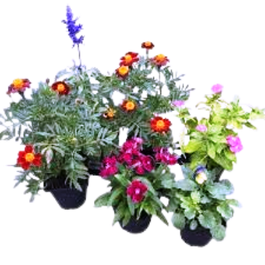 Seasonal Flowering Plants
