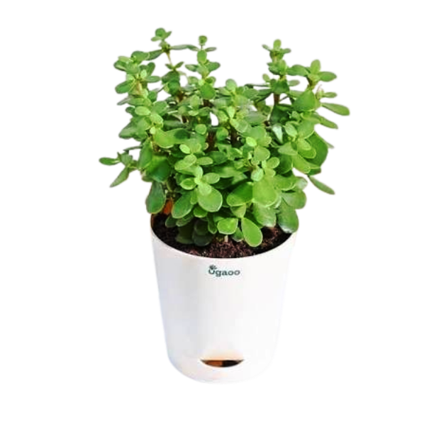 Small Leaf Plants