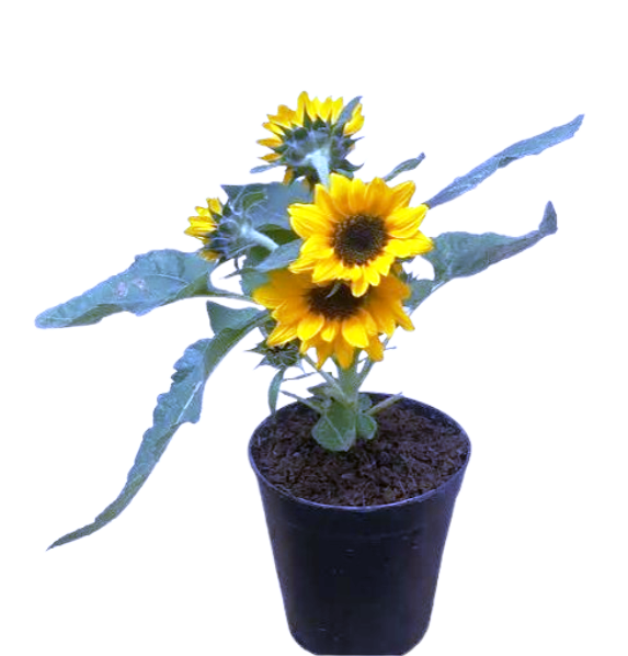 Sunflower Plants
