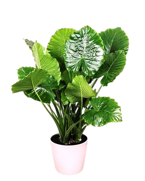 Tropical Leaf Plants